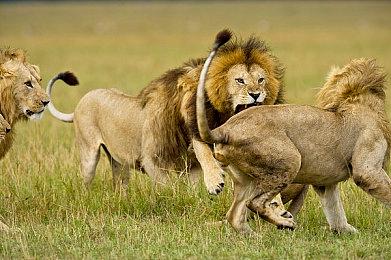 Steam新一周销量榜 《霍格沃茨之遗》继续第二